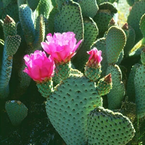 USA; California; San Diego. Beavertail Cactus Flowers in Anza Borrego Desert State Park