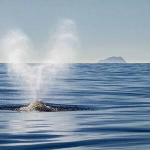 USA, California, San Diego, California gray whale migrating south toward Mexico