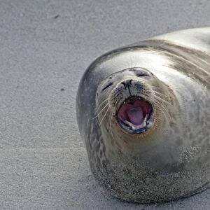 USA, California, San Diego County. Harbor seal yawning on beach