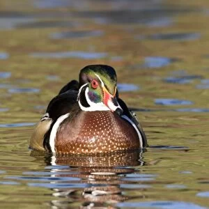 USA - California - San Diego County - Wood Duck