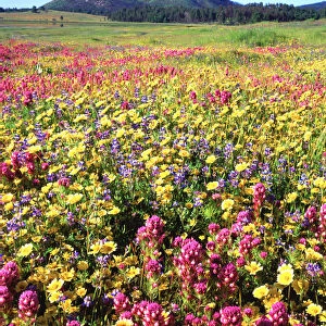 USA, California, San Diego. Cuyamaca Rancho State Park, Wildflowers near Cuyamaca Lake