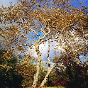 USA, California, San Diego. A Sycamore Tree