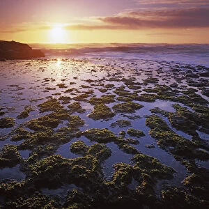 USA, California, San Gregorio State Beach, Tide Pools at sunset