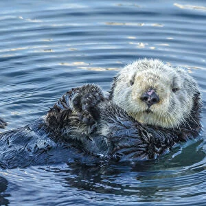 USA, California, San Luis Obispo County. Sea otter grooming
