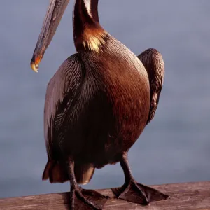 USA, California, Santa Barbara, Brown Pelican