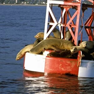 USA, California, Santa Barbara, Harbor Seals on bouy
