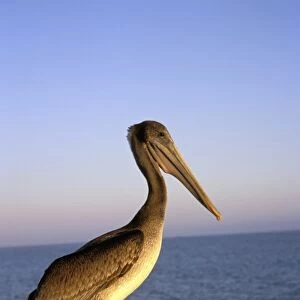 USA, California, Santa Barbara, Sterns Wharf, Pelican at sunset
