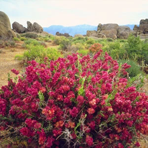 USA; California; Sierra Nevada Mountains. a flowering bush in the Alabama Hills