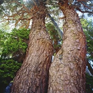 USA, California, Sierra Nevada Mountains. Old growth red fir trees