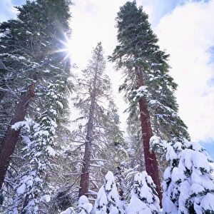 USA; California; Snow Covered Red Fir trees in the High Sierra
