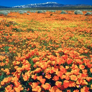 USA; California; Snow covered Techachapi Mountains and California Poppies and the