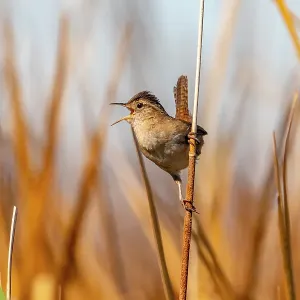 USA, California, Sonny Bono National Wildlife Refuge. Marsh wren singing on reed. ©Cathy & Gordon Illg / Jaynes Gallery / DanitaDelimont.com USA, California, Sonny Bono National Wildlife Refuge. Marsh wren singing on reed. ©Cathy & Gordon Illg / Jaynes Gallery / DanitaDelimont.com