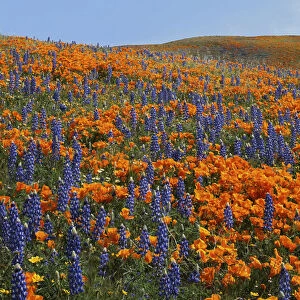USA, California, Tehachapi Mountains California Poppies, Lupine and Goldfields