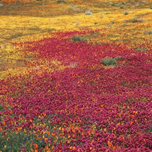 USA, California, View of Owls Clover, Coreopsis and california poppies at Antelop