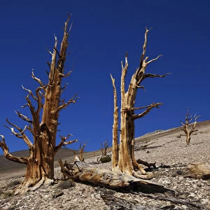 USA, California, White Mountains. Ancient bristlecone pines in Patriarch Grove. Credit as