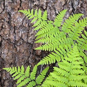 USA, California, Yosemite National Park. fern leaves against a pine tree trunk. Credit as
