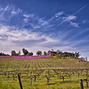 USA, Califronia, Temcula. Lumiere Winery in spring in Temecula