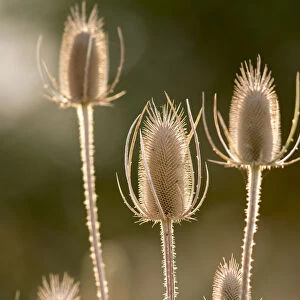 USA, Colfax, Washington State, Palouse region. Close-up of backlit teasels in the fall near Colfax