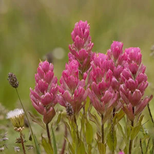 USA, Colorado, American Basin. Rosy paintbrush flowers close-up