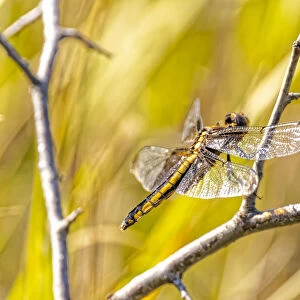USA, Colorado, Boulder. Dragonfly on stem