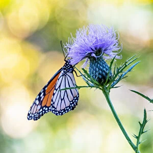 USA, Colorado. Butterfly