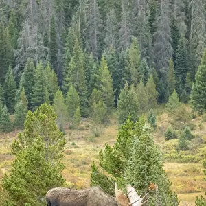USA, Colorado, Cameron Pass. Bull moose with antlers