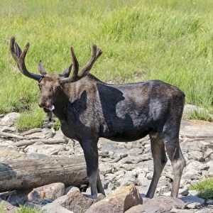 USA, Colorado, Cameron Pass. Bull moose with early antlers