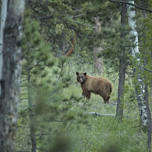 USA, Colorado. A cinnamon phase black bear in forest