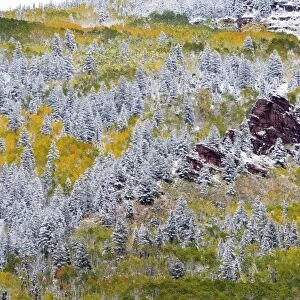 USA, Colorado, First Snow over the Red Cliffs and Aspens of Redstone Colorado
