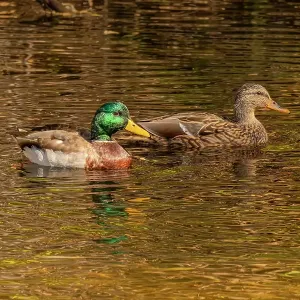 USA, Colorado, Fort Collins. American mallard duck pair in water. Credit as Fred Lord / Jaynes Gallery / DanitaDelimont.com USA, Colorado, Fort Collins. American mallard duck pair in water. Credit as Fred Lord / Jaynes Gallery / DanitaDelimont.com