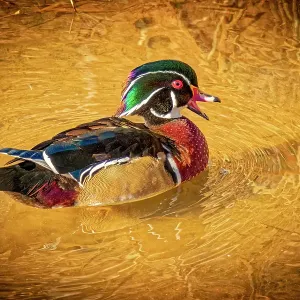 USA, Colorado, Fort Collins. American wood duck male in water. Credit as Fred Lord / Jaynes Gallery / DanitaDelimont.com USA, Colorado, Fort Collins. American wood duck male in water. Credit as Fred Lord / Jaynes Gallery / DanitaDelimont.com