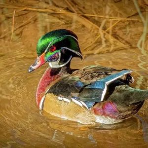 USA, Colorado, Fort Collins. American wood duck male in water. Credit as Fred Lord / Jaynes Gallery / DanitaDelimont.com USA, Colorado, Fort Collins. American wood duck male in water. Credit as Fred Lord / Jaynes Gallery / DanitaDelimont.com