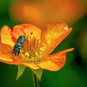 USA, Colorado, Fort Collins. Bicolored sweat bee on orange flower. Credit as Fred Lord / Jaynes Gallery / DanitaDelimont.com USA, Colorado, Fort Collins. Bicolored sweat bee on orange flower. Credit as Fred Lord / Jaynes Gallery / DanitaDelimont.com