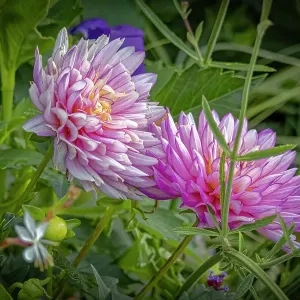 USA, Colorado, Fort Collins. Dahlia flowers close-up. Credit as Fred Lord / Jaynes Gallery / DanitaDelimont.com USA, Colorado, Fort Collins. Dahlia flowers close-up. Credit as Fred Lord / Jaynes Gallery / DanitaDelimont.com