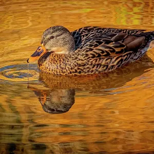 USA, Colorado, Fort Collins. Female American mallard duck in water. Credit as Fred Lord / Jaynes Gallery / DanitaDelimont.com USA, Colorado, Fort Collins. Female American mallard duck in water. Credit as Fred Lord / Jaynes Gallery / DanitaDelimont.com