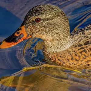 USA, Colorado, Fort Collins. Female American mallard duck in water. Credit as Fred Lord / Jaynes Gallery / DanitaDelimont.com USA, Colorado, Fort Collins. Female American mallard duck in water. Credit as Fred Lord / Jaynes Gallery / DanitaDelimont.com