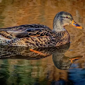 USA, Colorado, Fort Collins. Female American mallard duck in water. Credit as Fred Lord / Jaynes Gallery / DanitaDelimont.com USA, Colorado, Fort Collins. Female American mallard duck in water. Credit as Fred Lord / Jaynes Gallery / DanitaDelimont.com