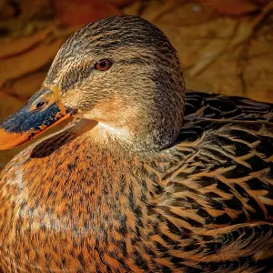 USA, Colorado, Fort Collins. Female American mallard duck in water. Credit as Fred Lord / Jaynes Gallery / DanitaDelimont.com USA, Colorado, Fort Collins. Female American mallard duck in water. Credit as Fred Lord / Jaynes Gallery / DanitaDelimont.com