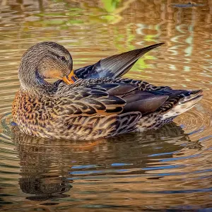USA, Colorado, Fort Collins. Female American mallard duck in water. Credit as Fred Lord / Jaynes Gallery / DanitaDelimont.com USA, Colorado, Fort Collins. Female American mallard duck in water. Credit as Fred Lord / Jaynes Gallery / DanitaDelimont.com