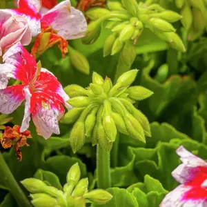 USA, Colorado, Fort Collins. Geranium flowers close-up. Credit as Fred Lord / Jaynes Gallery / DanitaDelimont.com USA, Colorado, Fort Collins. Geranium flowers close-up. Credit as Fred Lord / Jaynes Gallery / DanitaDelimont.com