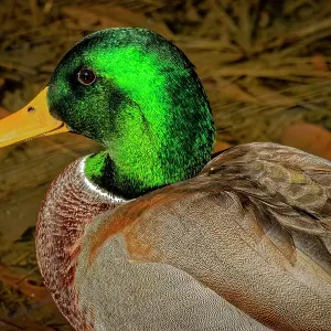 USA, Colorado, Fort Collins. Male American mallard duck in water. Credit as Fred Lord / Jaynes Gallery / DanitaDelimont.com USA, Colorado, Fort Collins. Male American mallard duck in water. Credit as Fred Lord / Jaynes Gallery / DanitaDelimont.com