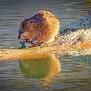 USA, Colorado, Fort Collins. Muskrat on log in water. Credit as Fred Lord / Jaynes Gallery / DanitaDelimont.com USA, Colorado, Fort Collins. Muskrat on log in water. Credit as Fred Lord / Jaynes Gallery / DanitaDelimont.com