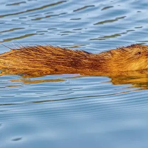 USA, Colorado, Fort Collins. Muskrat swimming in water. Credit as Fred Lord / Jaynes Gallery / DanitaDelimont.com USA, Colorado, Fort Collins. Muskrat swimming in water. Credit as Fred Lord / Jaynes Gallery / DanitaDelimont.com