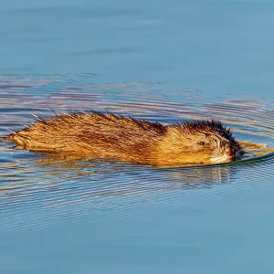 USA, Colorado, Fort Collins. Muskrat swimming in water. Credit as Fred Lord / Jaynes Gallery / DanitaDelimont.com USA, Colorado, Fort Collins. Muskrat swimming in water. Credit as Fred Lord / Jaynes Gallery / DanitaDelimont.com
