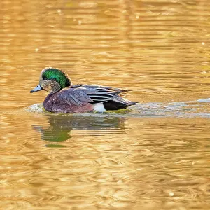 USA, Colorado, Fort Collins. Wigeon duck in water. Credit as Fred Lord / Jaynes Gallery / DanitaDelimont.com USA, Colorado, Fort Collins. Wigeon duck in water. Credit as Fred Lord / Jaynes Gallery / DanitaDelimont.com