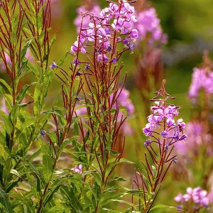 USA, Colorado, Gould. Close-up of fireweed flowers. Credit as Fred Lord / Jaynes Gallery / DanitaDelimont.com USA, Colorado, Gould. Close-up of fireweed flowers. Credit as Fred Lord / Jaynes Gallery / DanitaDelimont.com