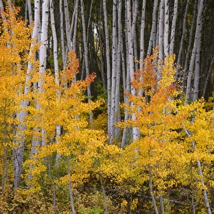 USA, Colorado, Grand Mesa National Forest, Aspen grove with fall color and white trunks