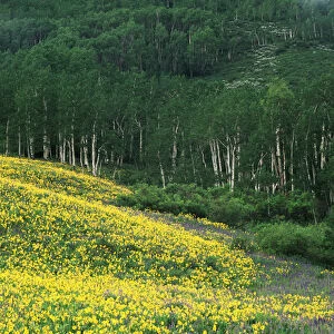 USA, Colorado, Gunnison National Forest, View of Sneezeweed (Helenium autumnale) and Aspen trees