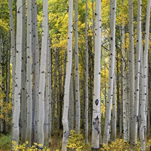 USA, Colorado, Gunnison National Forest, Mature grove of quaking aspen displays fall