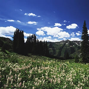USA, Colorado, Gunnison National Forest, View of mountain with wildflowers